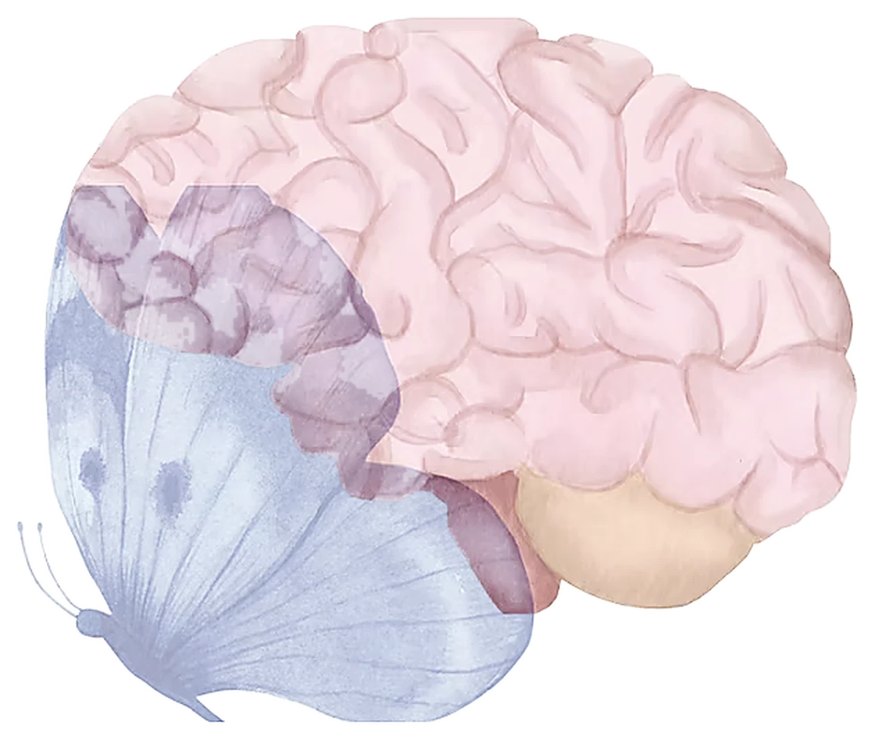 Watercolour illustration of a human brain overlaid with a pale blue butterfly, its wing resting across the frontal lobe.